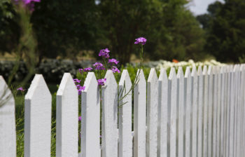 White picket fence with small purple flowers climbing the fence.