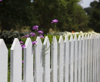 White picket fence with purple wildflowers growing.