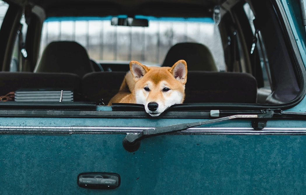 Orange and white dog looks out the back of an SUV