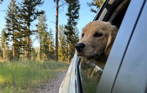 dog looking outside car window