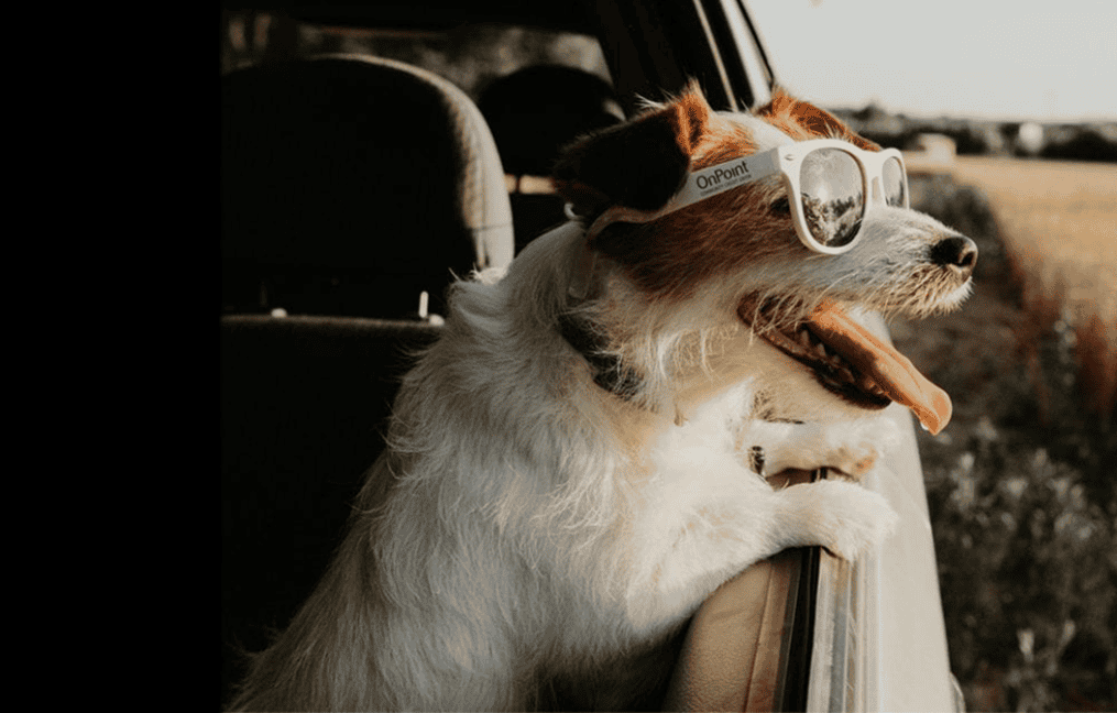memorial day auto promo 2026 dog sticking head out window wearing onpoint glasses