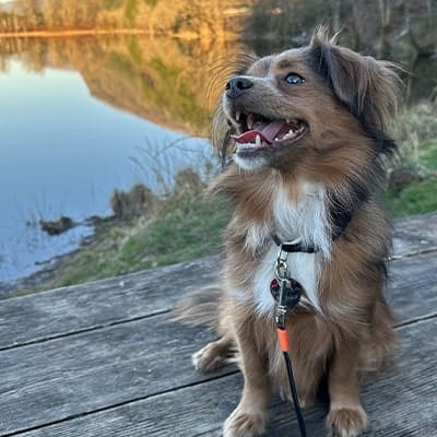 Employee Spotlight: Erica Fitzgerald's dog Sadie.