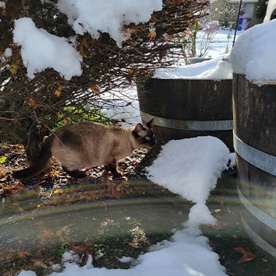 Sarah's cat outside in the snow