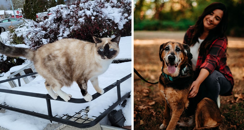 Images of Sarah's cat and dog