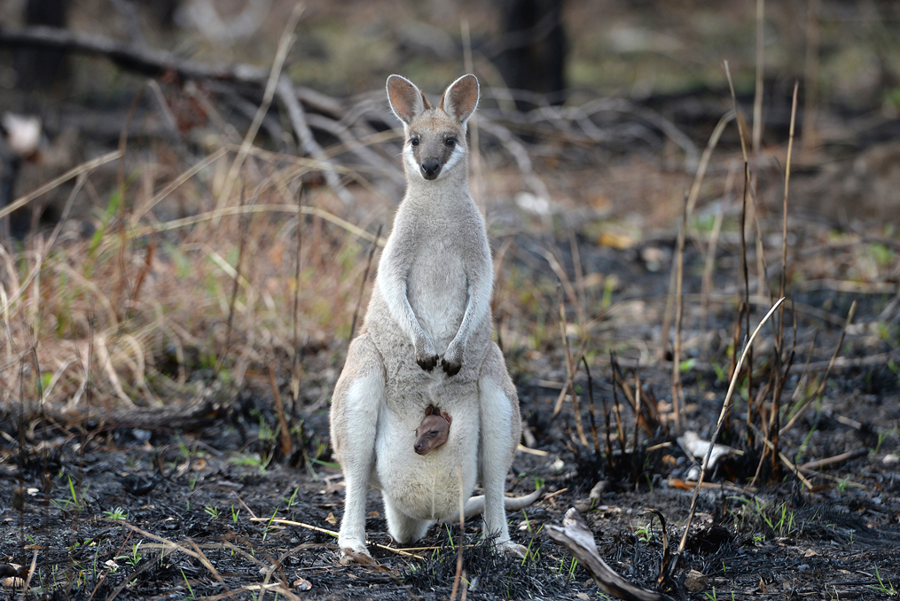 10,000 Reasons to Give $10,000 to Help the Australian Fires_Wildfire impact on wildlife wallaby standing in burnt grass