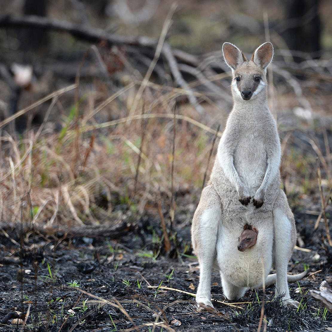 10,000 Reasons to Give $10,000 to Help the Australian Fires_Wildfire impact on wildlife wallaby standing in burnt grass