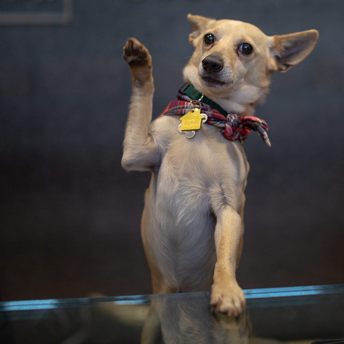 Oregon Humane Society—Adapting to Unprecedented Challenges_Arthur Waving
