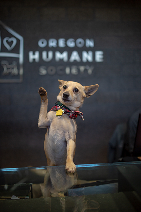 Oregon Humane Society—Adapting to Unprecedented Challenges_Arthur Waving