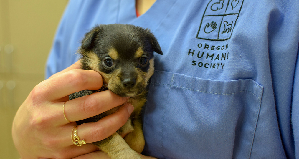 Oregon Humane Society—Adapting to Unprecedented Challenges_small puppy with employee_1015x540