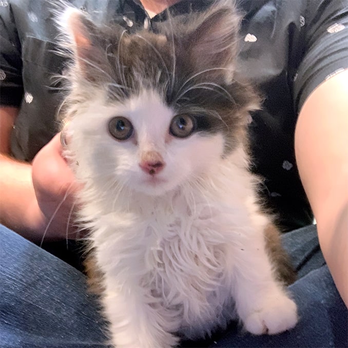 Employee Spotlight Peter McWrightman-biscuit the kitten