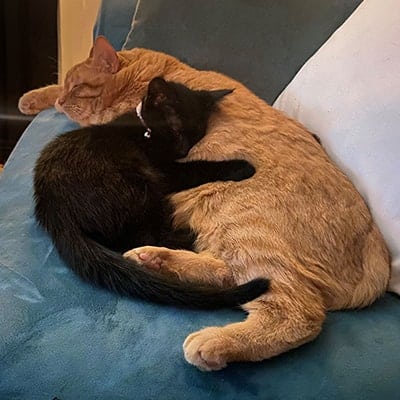 Body_Stepahnie-Hess_Cats_400x400