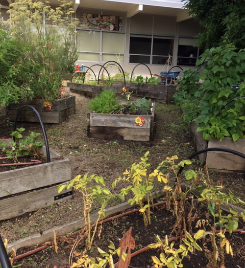 Atkinson Elementary shows their community garden for their Gardening and Cultural Cooking project
