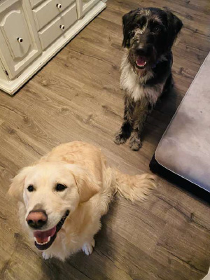 brock and purdy sam ikebes dog 