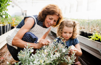 A happy small girl with senior grandmother gardening in the greenhouse, looking at a plant.