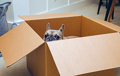 young french bulldog peers out of a moving box