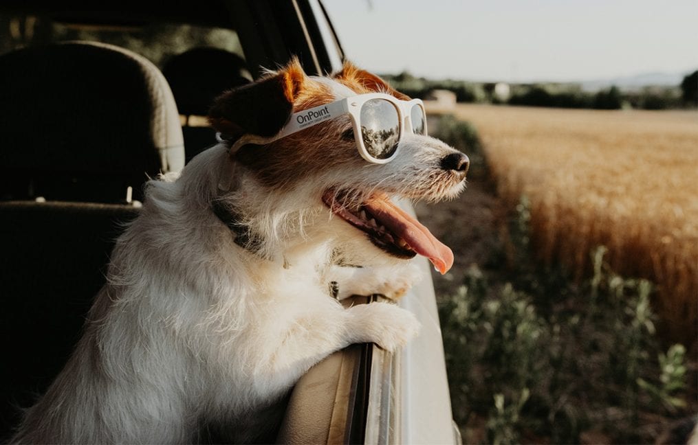 dog looking out car window wearing onpoint sunglasses