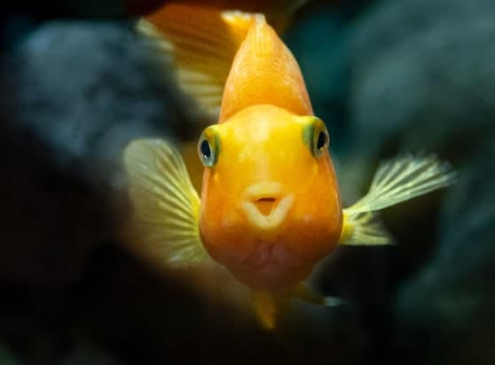 Pet goldfish in water