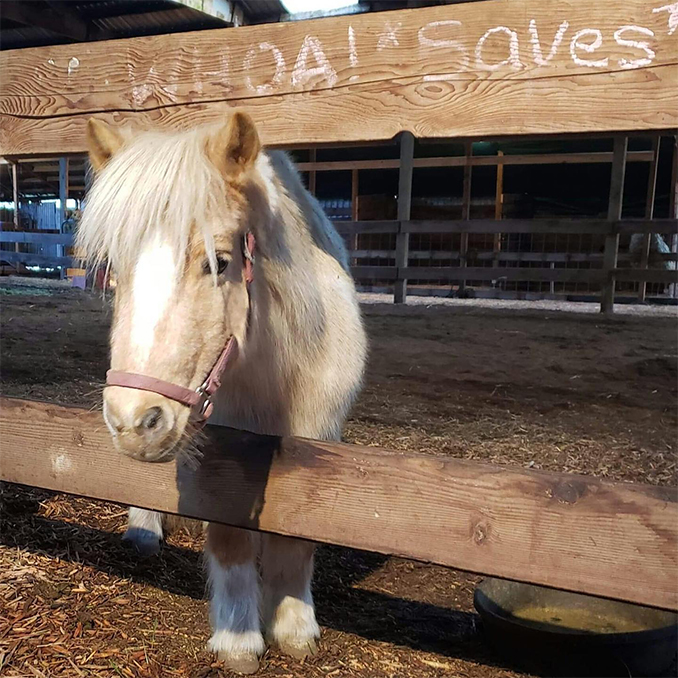 The Gift of Giving - Odd Man Inn Wins $5,000_runner up WHOA - Willamette Horse Outreach Alliance