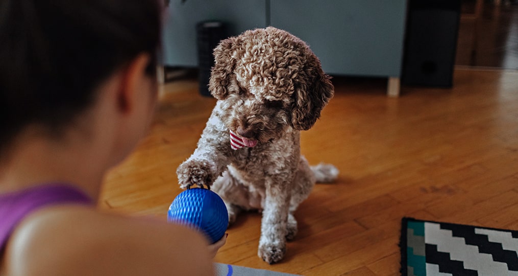 How to prepare your finances for a new pet-woman playing with her puppy-1015x540-min