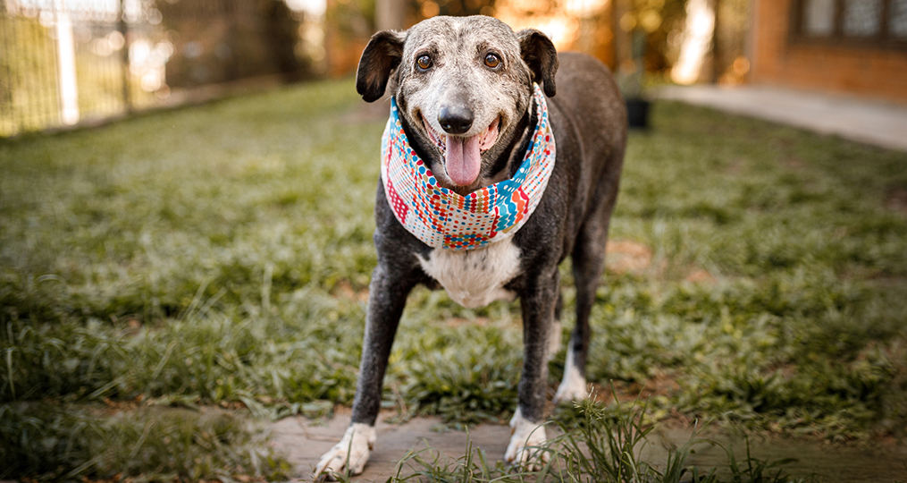 Support Oregon Humane Society with Refer a Friend_senior dog