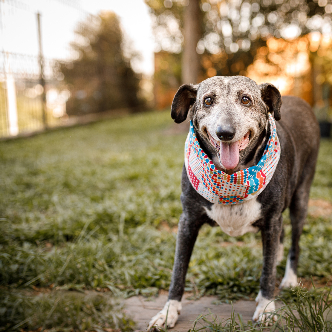 Support Oregon Humane Society with Refer a Friend_senior dog