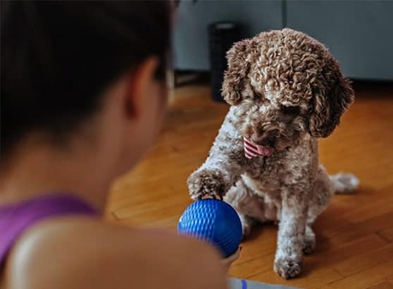 How-to-prepare-your-finances-for-a-new-pet-woman-playing-with-her-puppy