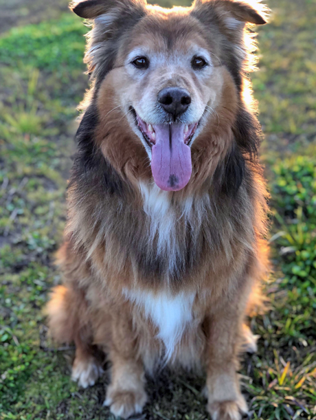 Elizabeth's dog professional photo