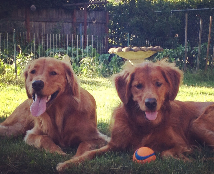 Emily's two dogs laying on the grass in her backyard