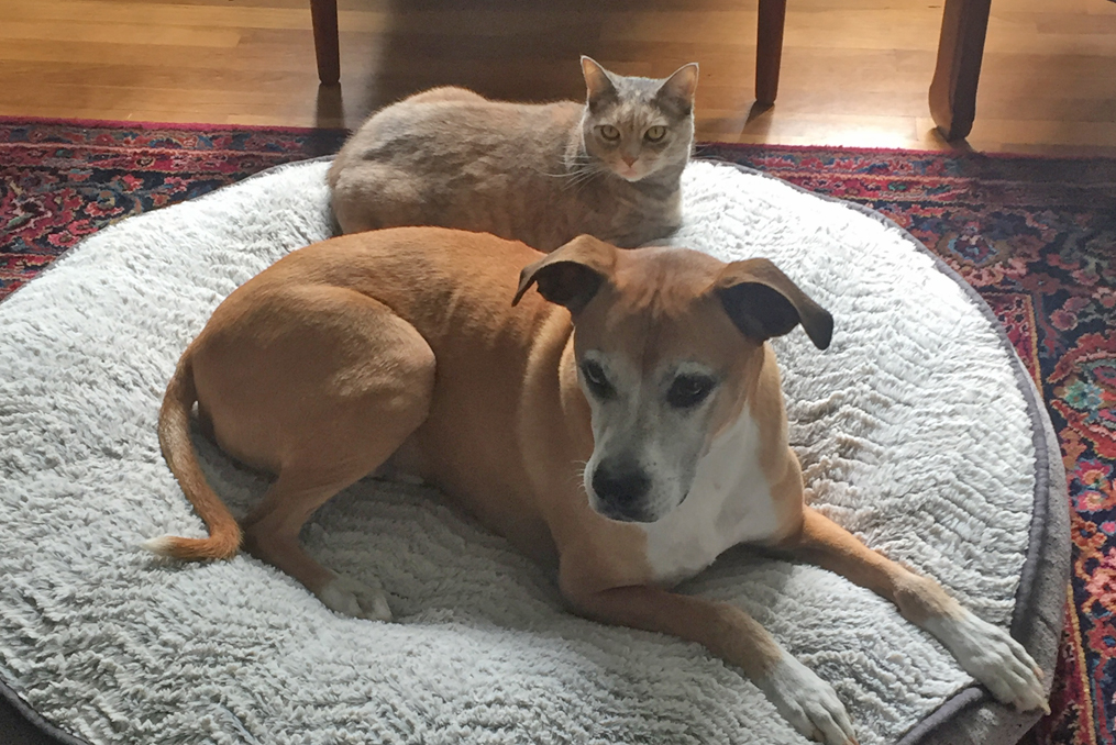 nick wilkins two pets a dog and a cat laying on their bed