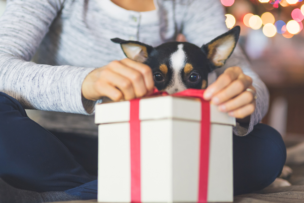 woman opening a small present while her small dog watches