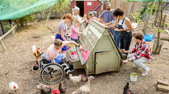 community giving_working together to build a chicken coup