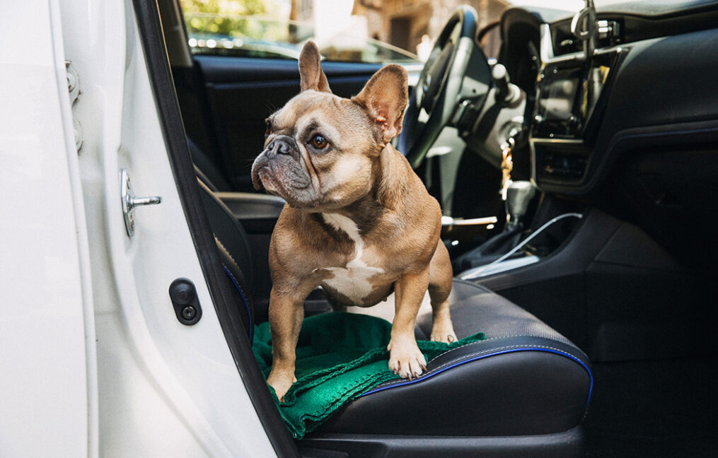 french bull dog in passenger seat